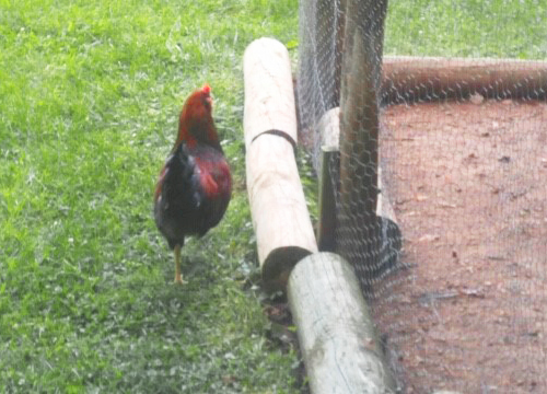 Natalie's rooster, Cogburn, roams her new 10 acre property.